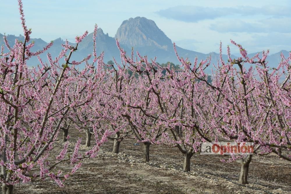 Comienza la Floración de Cieza