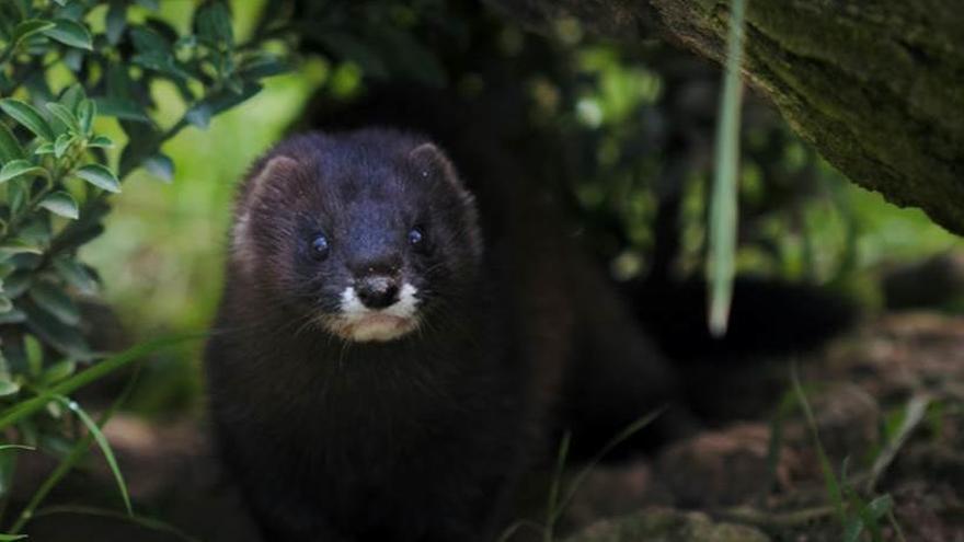 Visones americanos en la desembocadura del río Mijares