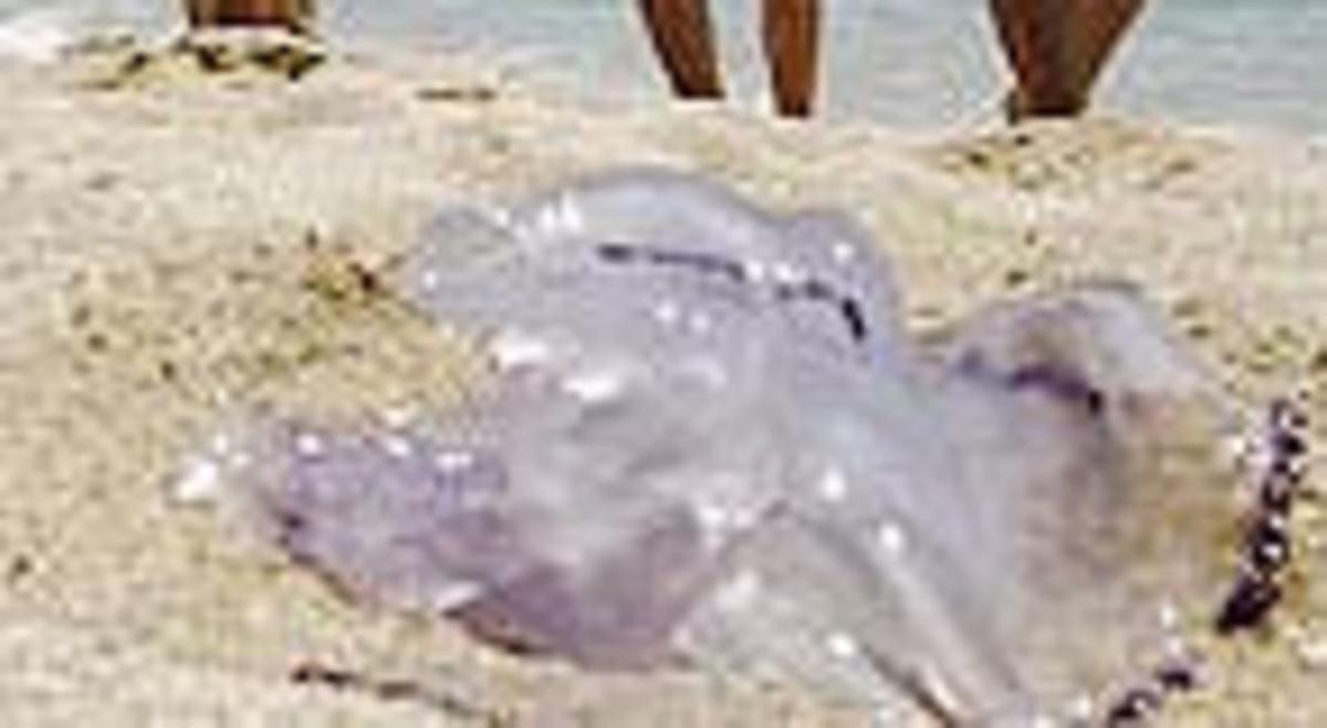 Una medusa a la platja de Premià de mar, ahir. Una medusa a la platja de Premià de mar, ahir.