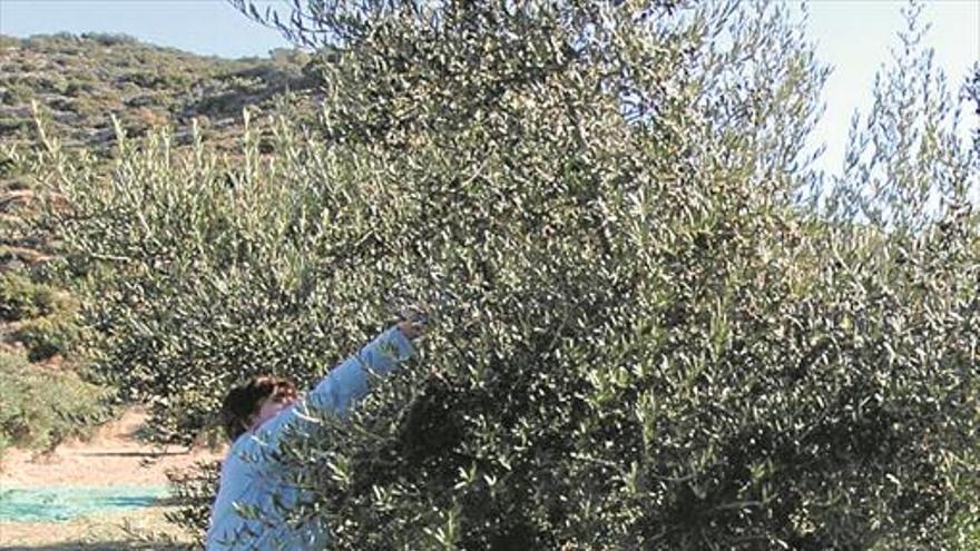 2.500 agricultores de Castellón dejan de percibir ayudas