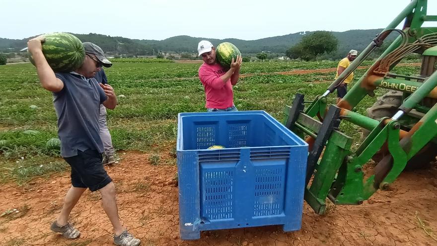 Las ventas de sandías de Ibiza aumentan un 55% y su facturación, un 40%