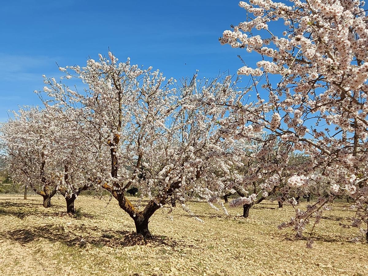 Almendros valenciano en flor.