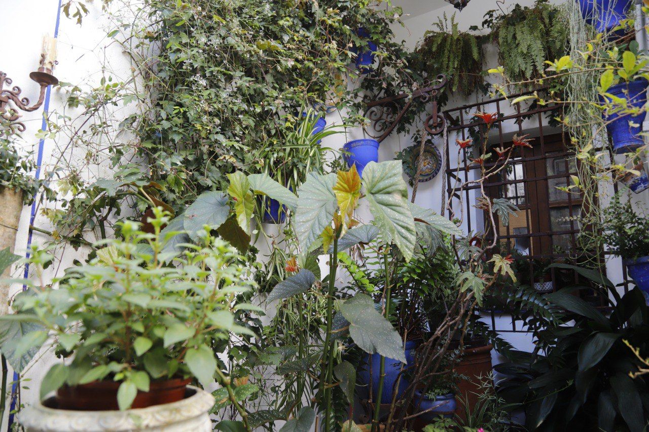 Los Patios de Córdoba resisten a la lluvia