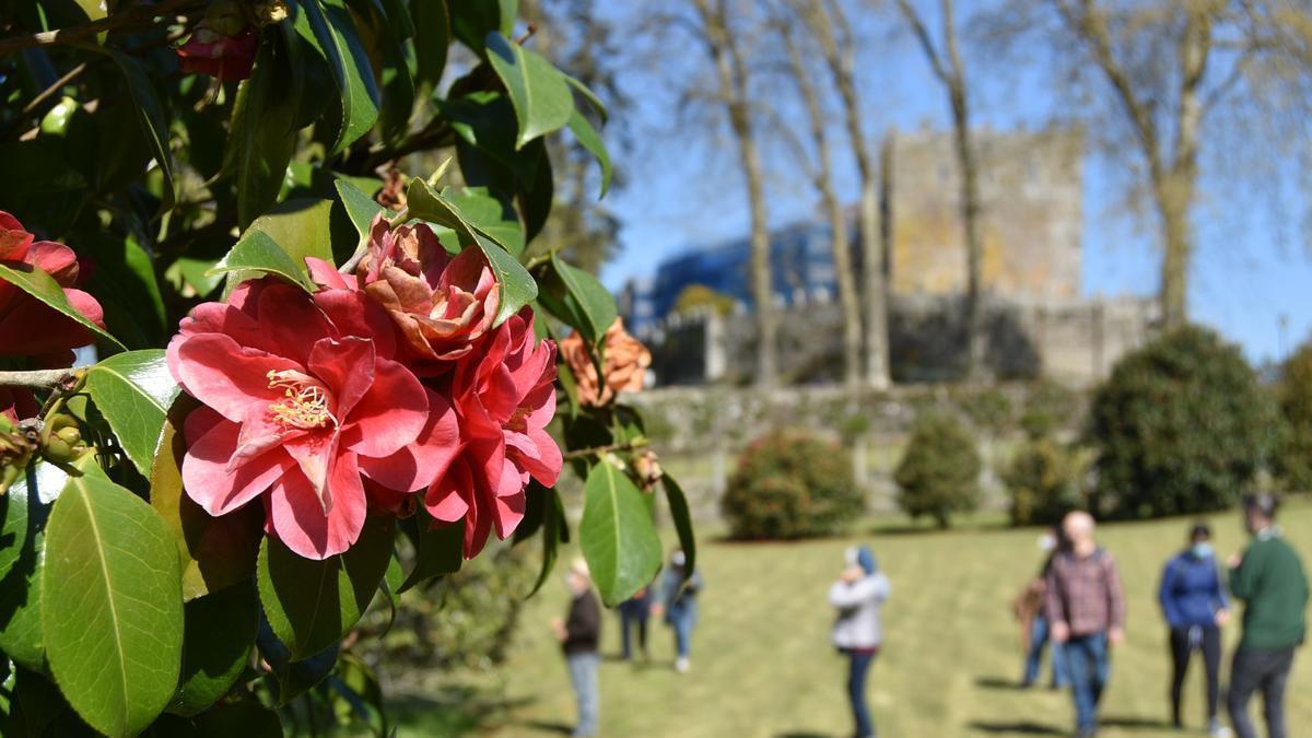 Uno de los ejemplares de camelias de los jardines. / A.P.