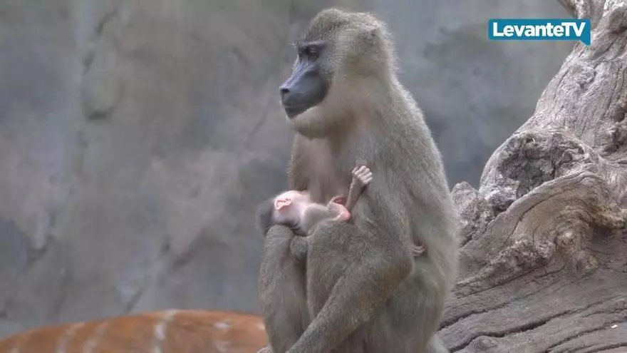BIOPARC Valencia alumbra el nacimiento de una nueva cría dril