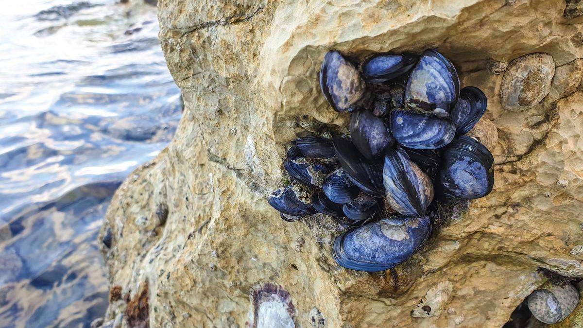 El uso de productos de proximidad, como este mejillón tigre, es la vase de la comida del Silabario