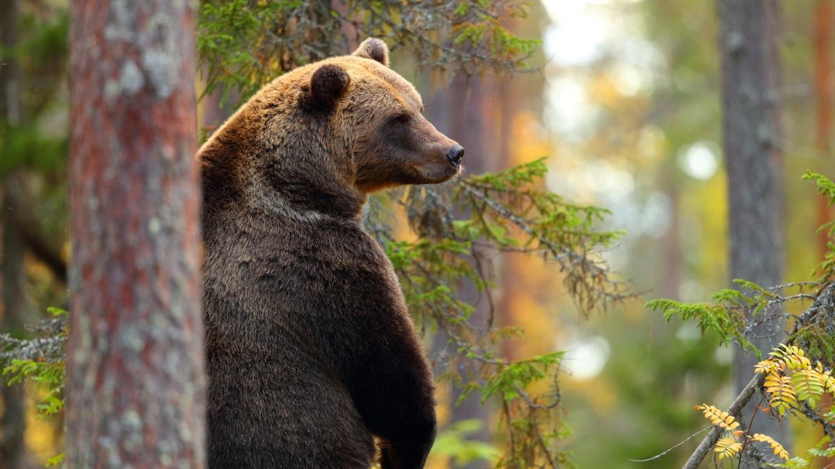 El pueblo de Asturias donde puedes salir a buscar osos en libertad
