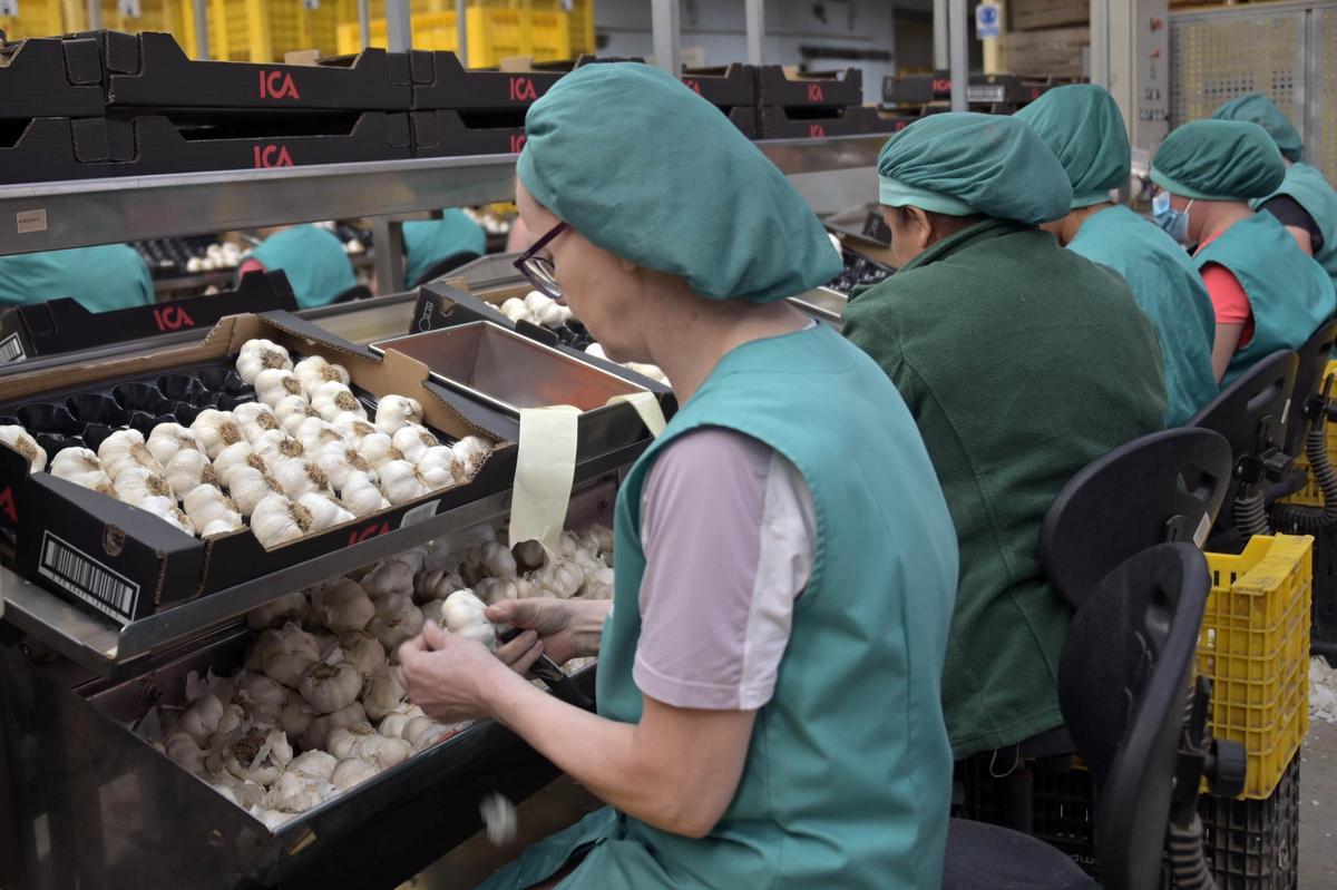 Procesado de ajos para su envasado.