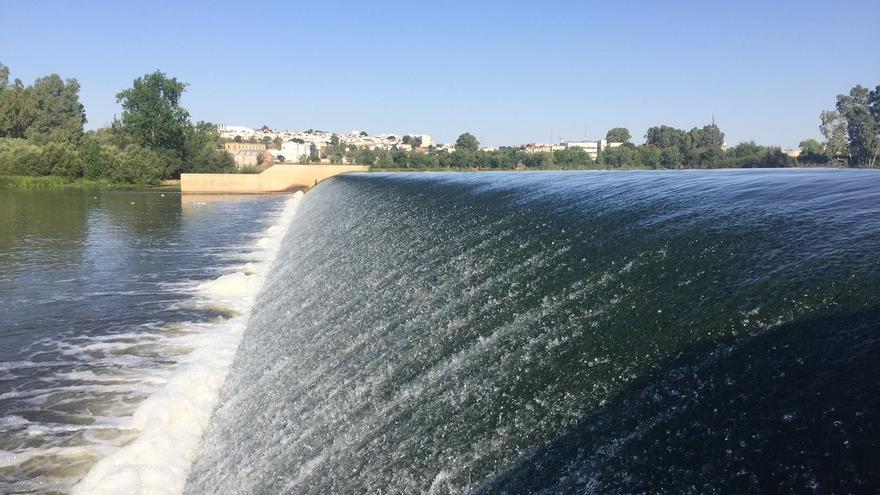 El PSOE exige a la CHG que informe sobre las actuaciones para luchar contra el nenúfar mexicano en el Guadiana