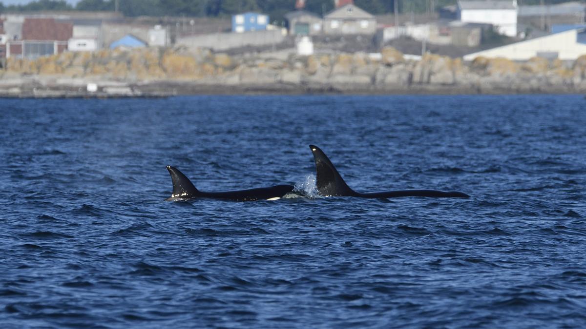 Las orcas identificadas en Arousa