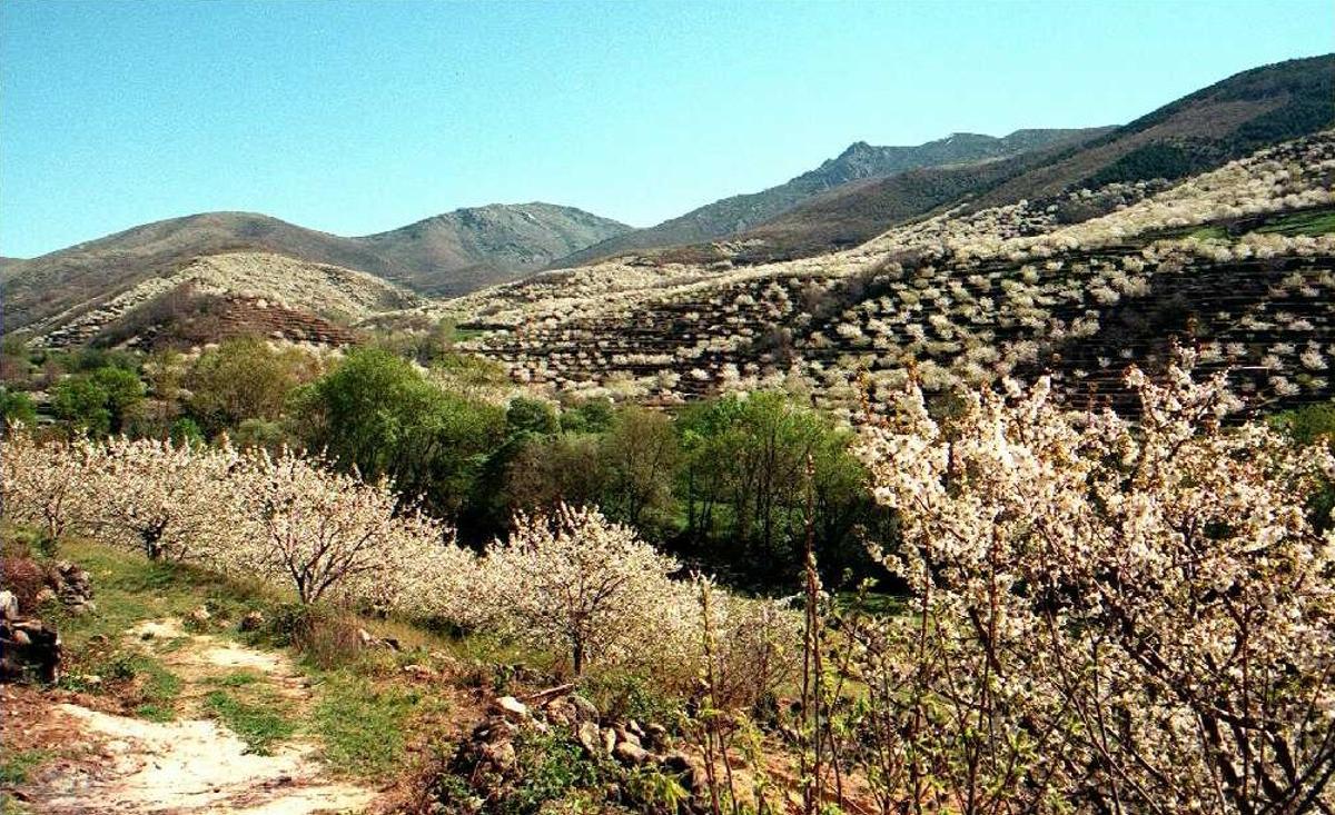 Paisaje del Valle del Jerte, en la provincia de Cáceres.