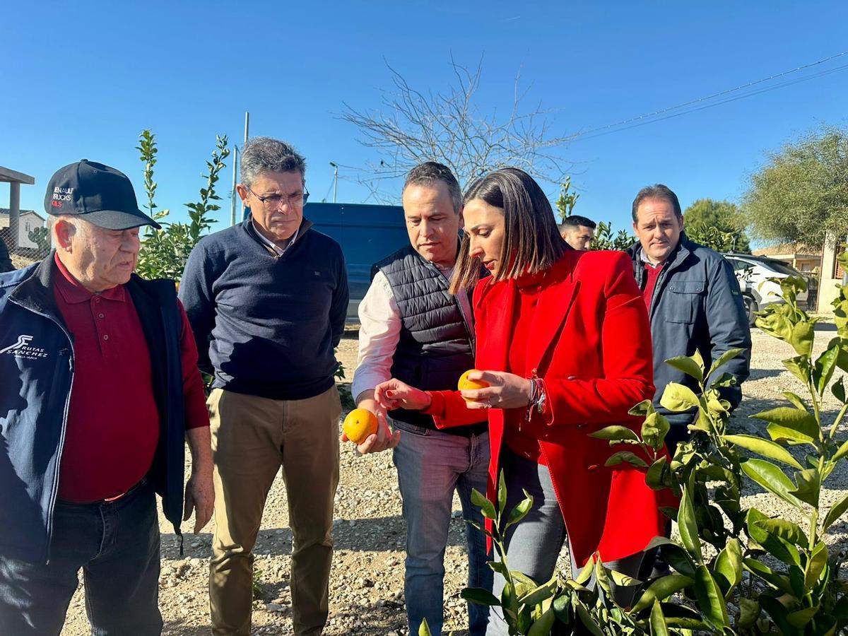 La consejera Sara Rubira en una finca de cítricos de Abanilla donde se han dañado frutos por el granizo.