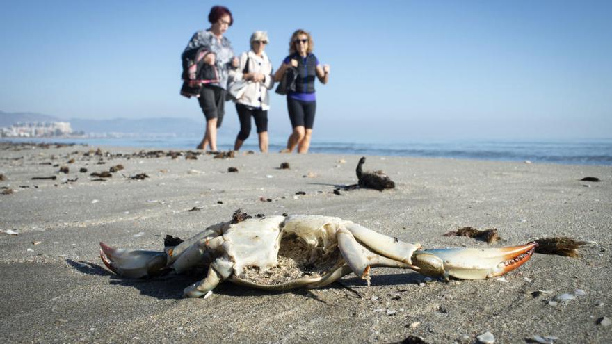 Cangrejos muertos en la playa del Grao de Castelló.