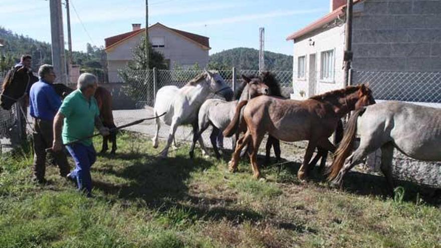 Los vecinos de Castroagudín retuvieron a los caballos en el recinto de la escuela unitaria.  // J.L.Oubiña