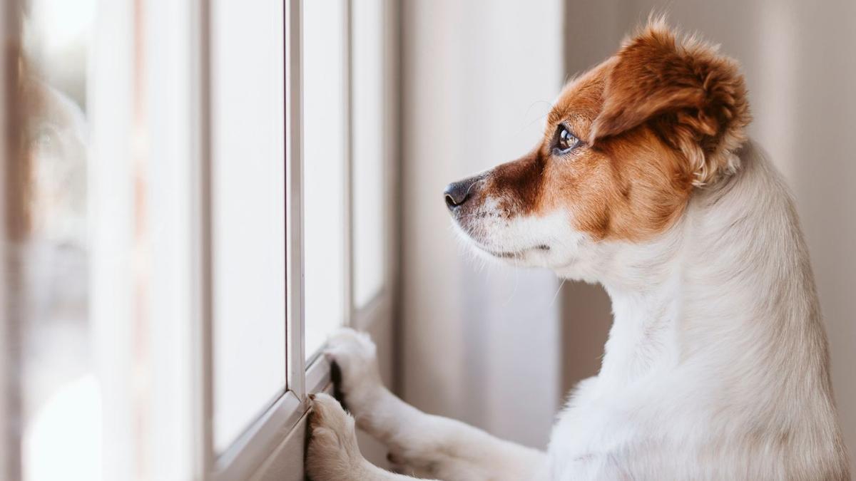 Acostumbrados a pasar muchas horas con sus propietarios en el confinamiento, muchos perros sufren todavía ansiedad por separación. |