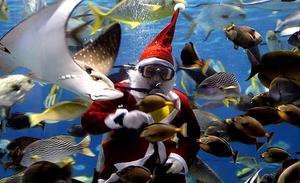 Un bus professional disfressat de Pare Noel alimenta els peixos d’un aquari gegant a l’Ocean Park de Manila (Filipines), com a part d’una de les celebracions de Nadal.