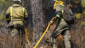 La gestió forestal, clau per evitar els incendis a Euskadi