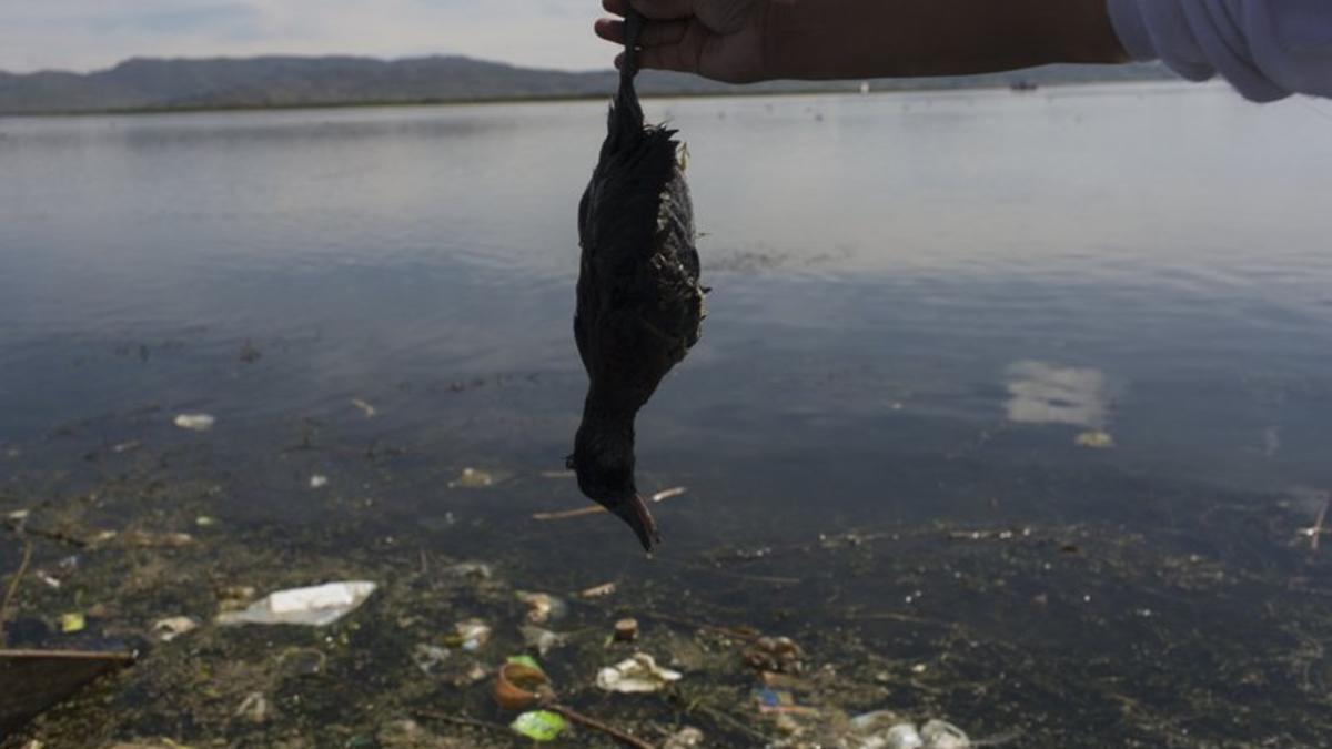 pájaro muerto en el lago titicaca