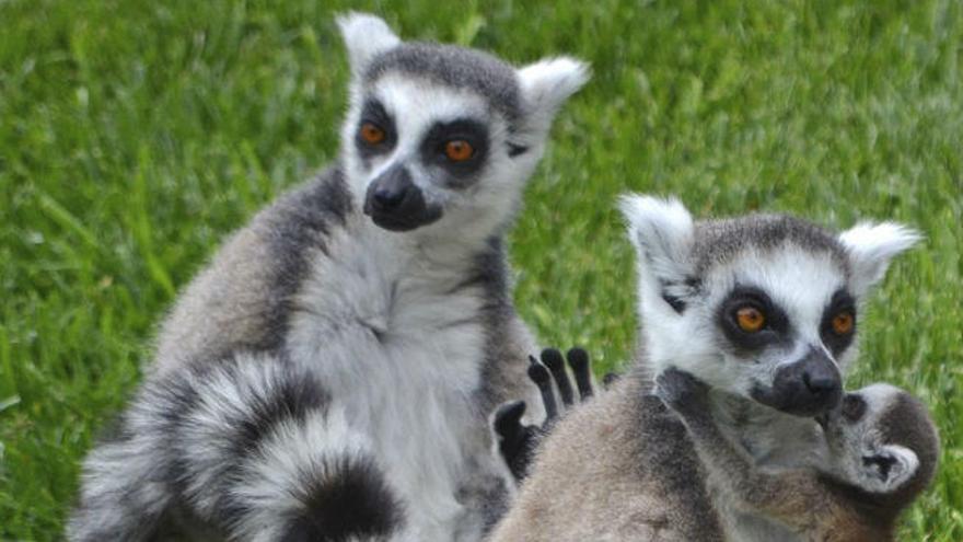 Cría de lémur de cola anillada, en Bioparc Valencia