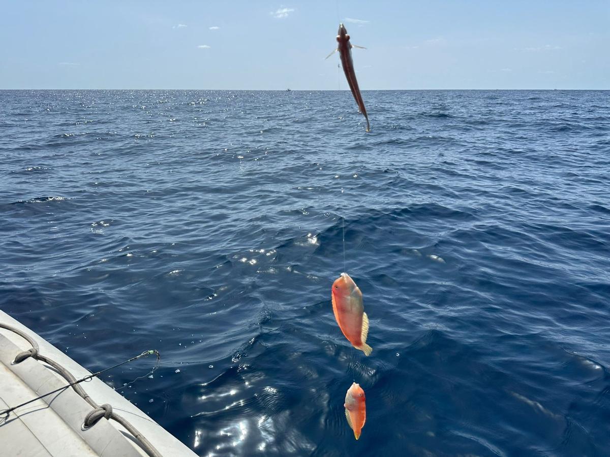 PESCA DEL RAOR | Los primeros 'raors', en imágenes PESCA DEL RAOR | Los primeros 'raors', en imágenes