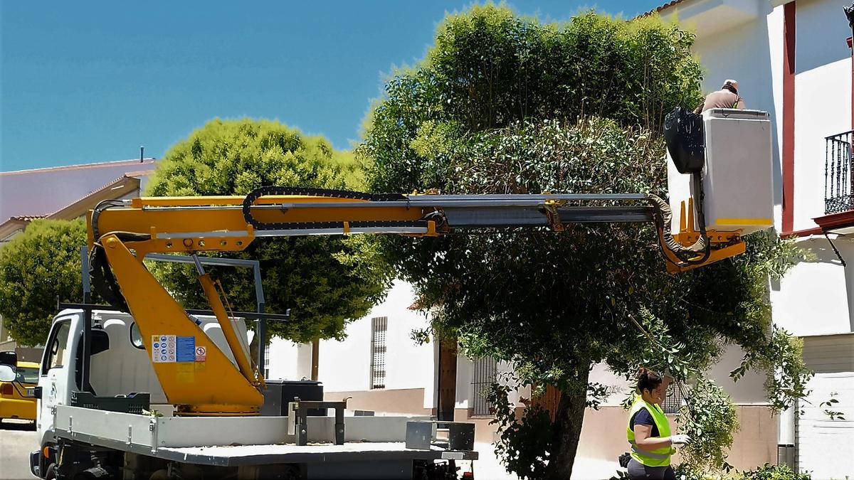 Trabajos de poda de árboles ornamentales en la calle Libertad de Monesterio