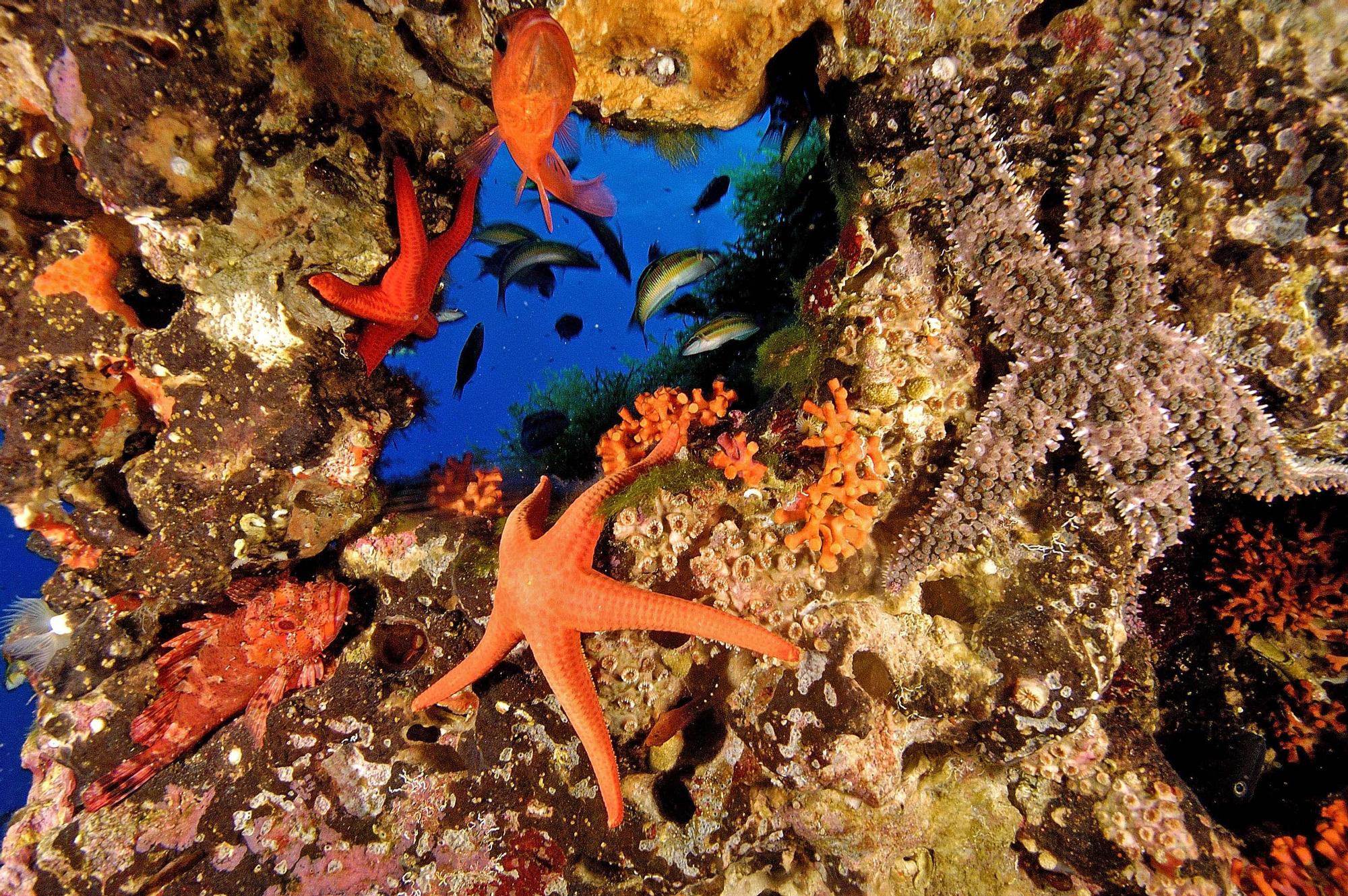 Estrella de mar en Formentera.