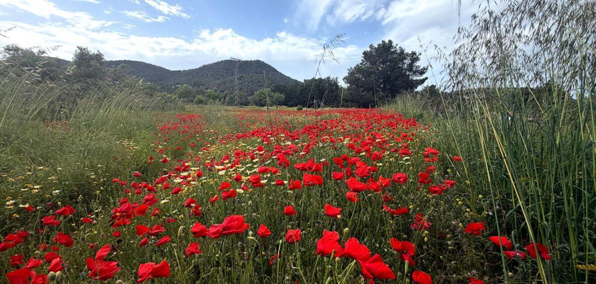 Campo de amapolas cerca                   de Sant Agustí. / X.P.