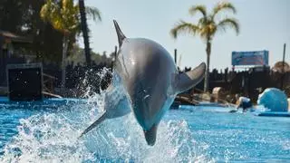 La dieta del delfín: ¿beberías agua de mar para adelgazar?