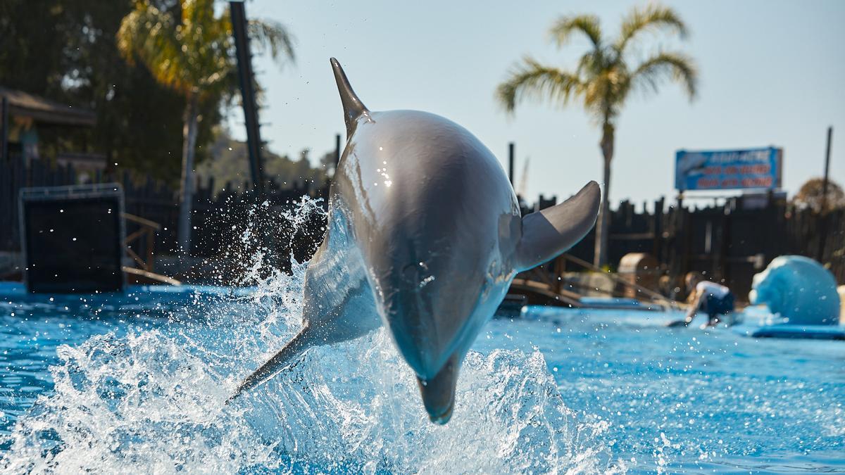 Los nutricionistas advierten contra la Dieta Delfín, «Beber agua de mar es  perjudicial para la salud»