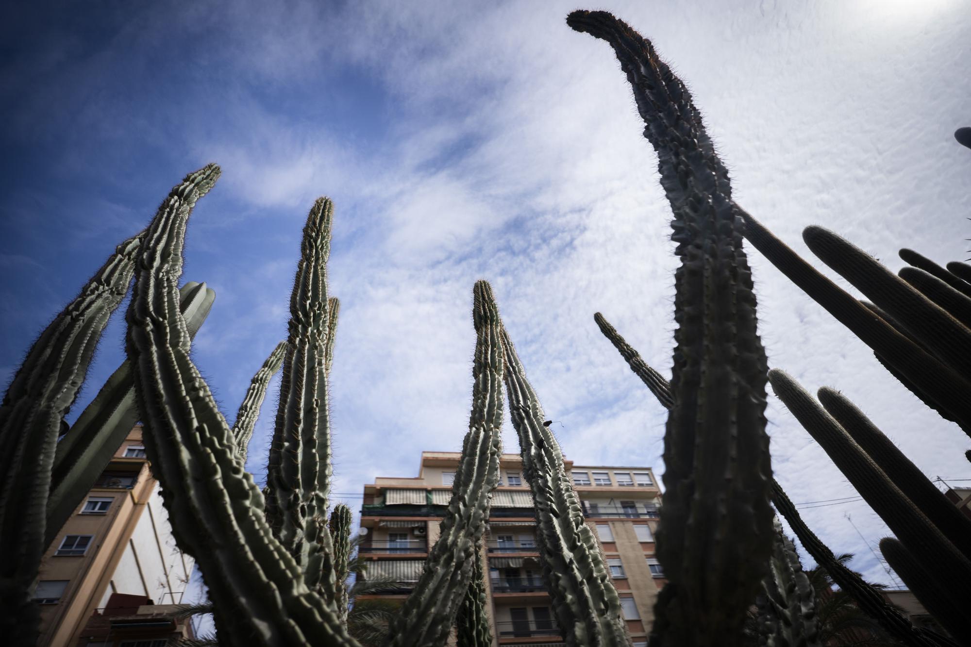 ¿Conoces los jardines de cactus de València?