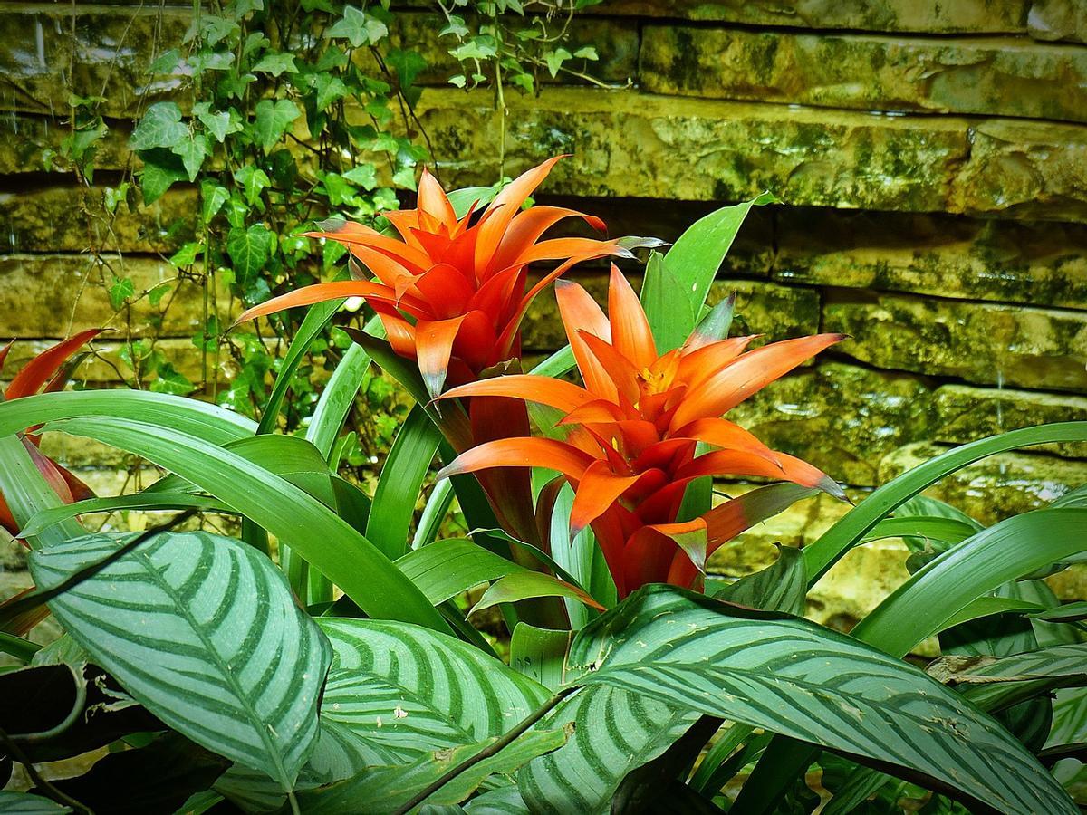 Bromelia: estos son los cuidados que esta planta tropical necesita.