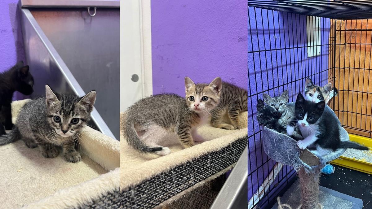 Los gatitos encontrados en Sant Antoni se encuentran en acogida