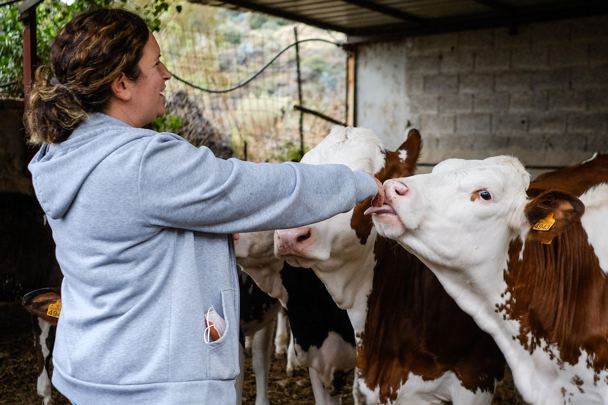 Judith González, ganadera de Valsequillo con casi un centenar de vacas