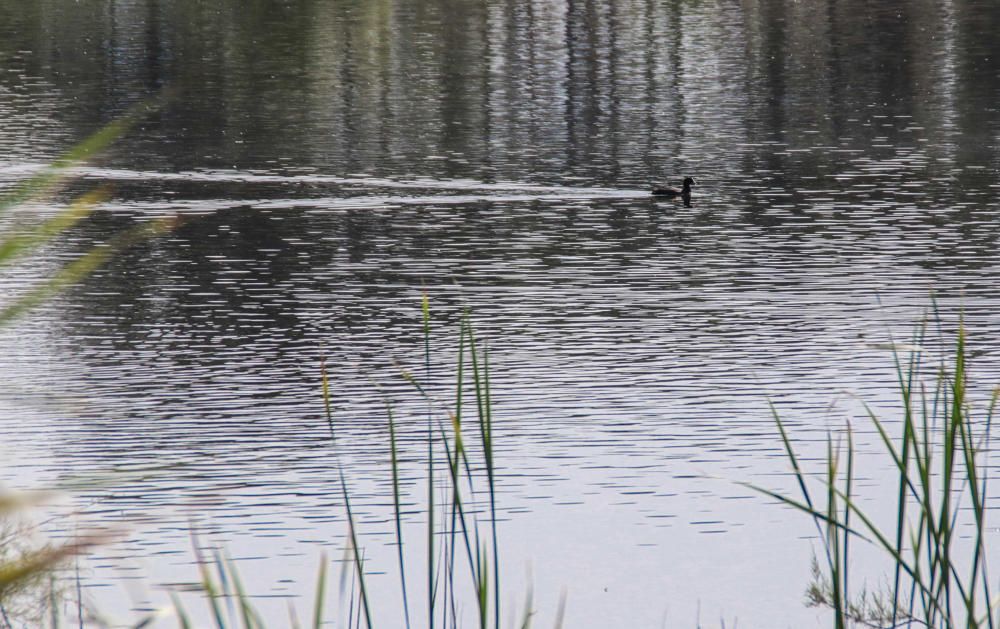 La albufera de Gaianes sobrevive al verano