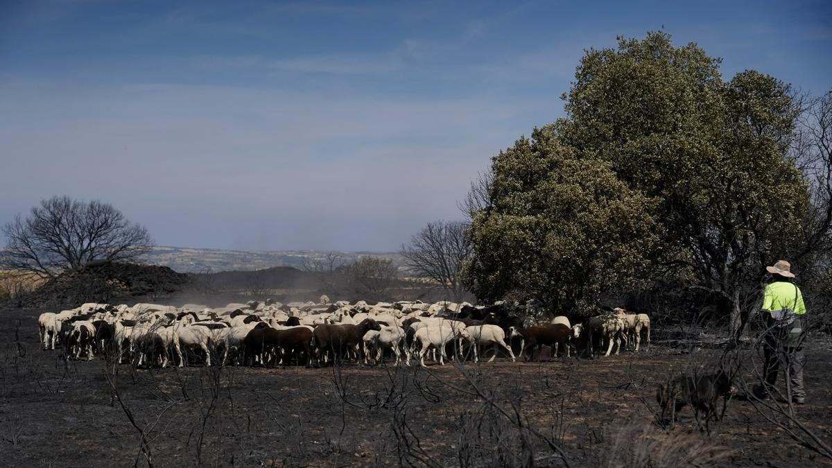 El incendio de Fermoselle arrasa los pastos