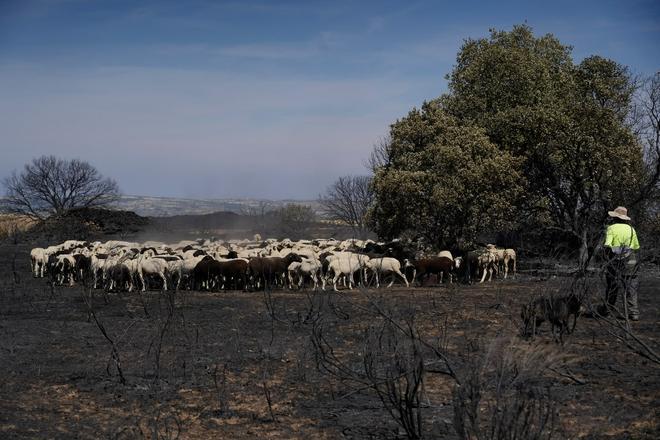 El incendio de Fermoselle arrasa los pastos