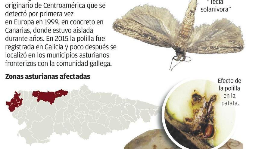 La patata, en cuarentena: siete concejos sufrirán restricciones para plantarla por una plaga