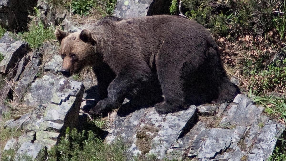 Oso pardo avistado en Asturias.