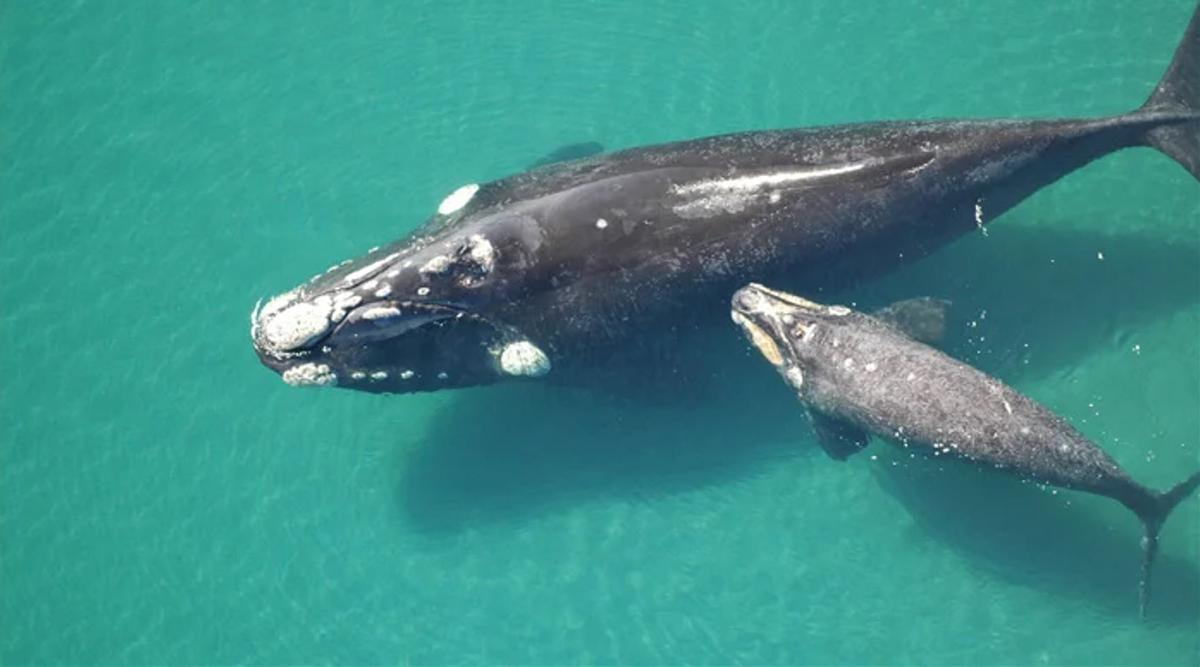Una ballena y su cría, en la Península Valdés
