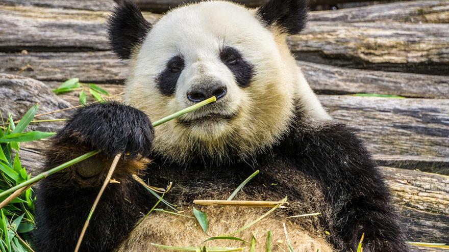 ¿Cómo se convirtió el panda en el único oso vegetariano del mundo?