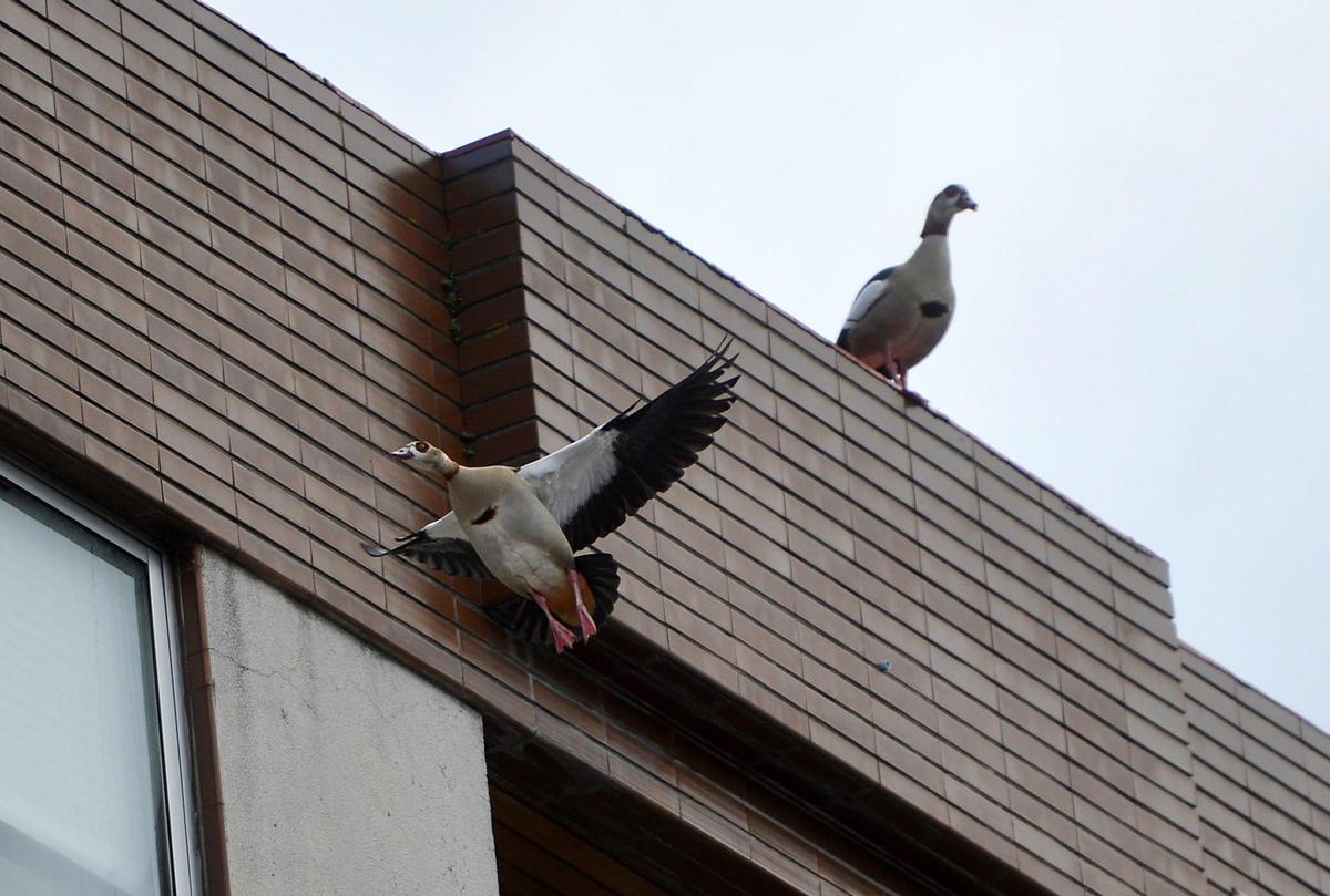 Dos gansos del Nilo en la azotea de un edificio.