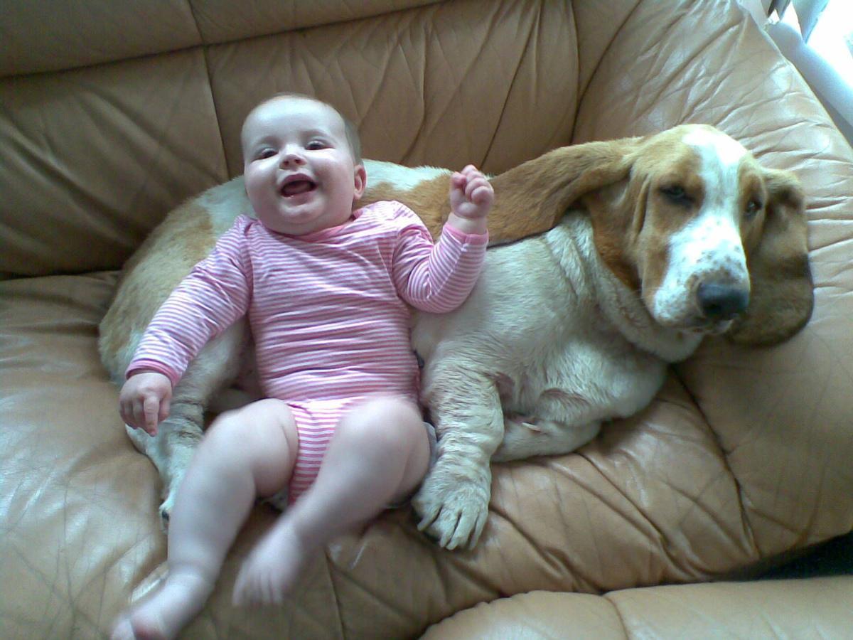 Ejemplar de basset hound con un bebé.