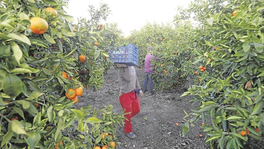 Los colectivos agrarios estallan ante una campaña citrícola «insostenible»