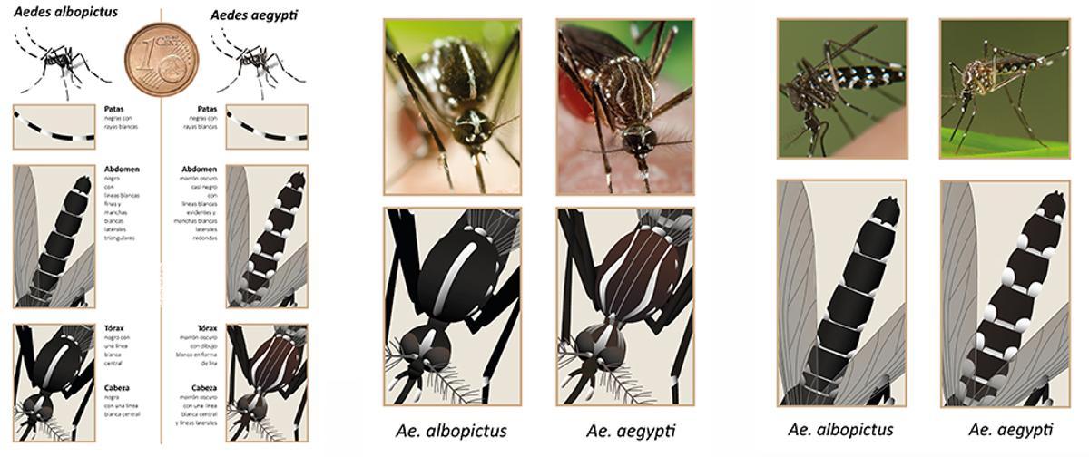 Cómo distinguir el mosquito tigre del mosquito de fiebre amarilla