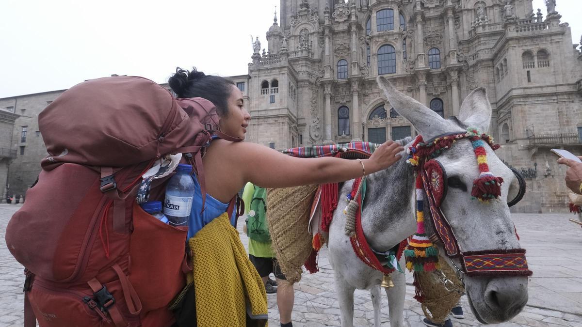 La Asociación del Asno de Pura Raza Andaluza (Asnopra) completó este jueves el Camino con una decena de burros.