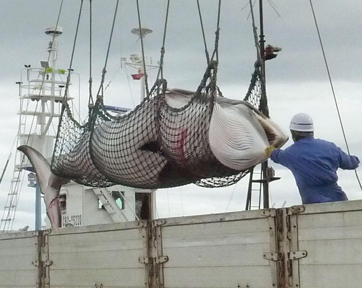 Japón, en cambio, reanudó la caza de ballenas en 2019