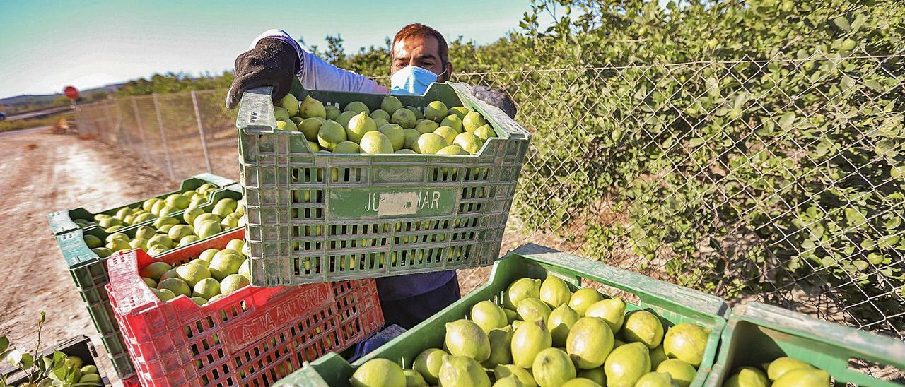 Recogida de limones en un campo de Almoradí, en la Vega Baja, donde muchos limoneros se han secado como consecuencia de la DANA.