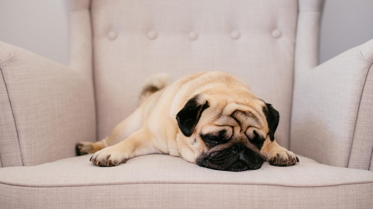 Para diversos expertos los perros y los humanos no deben compartir cama.