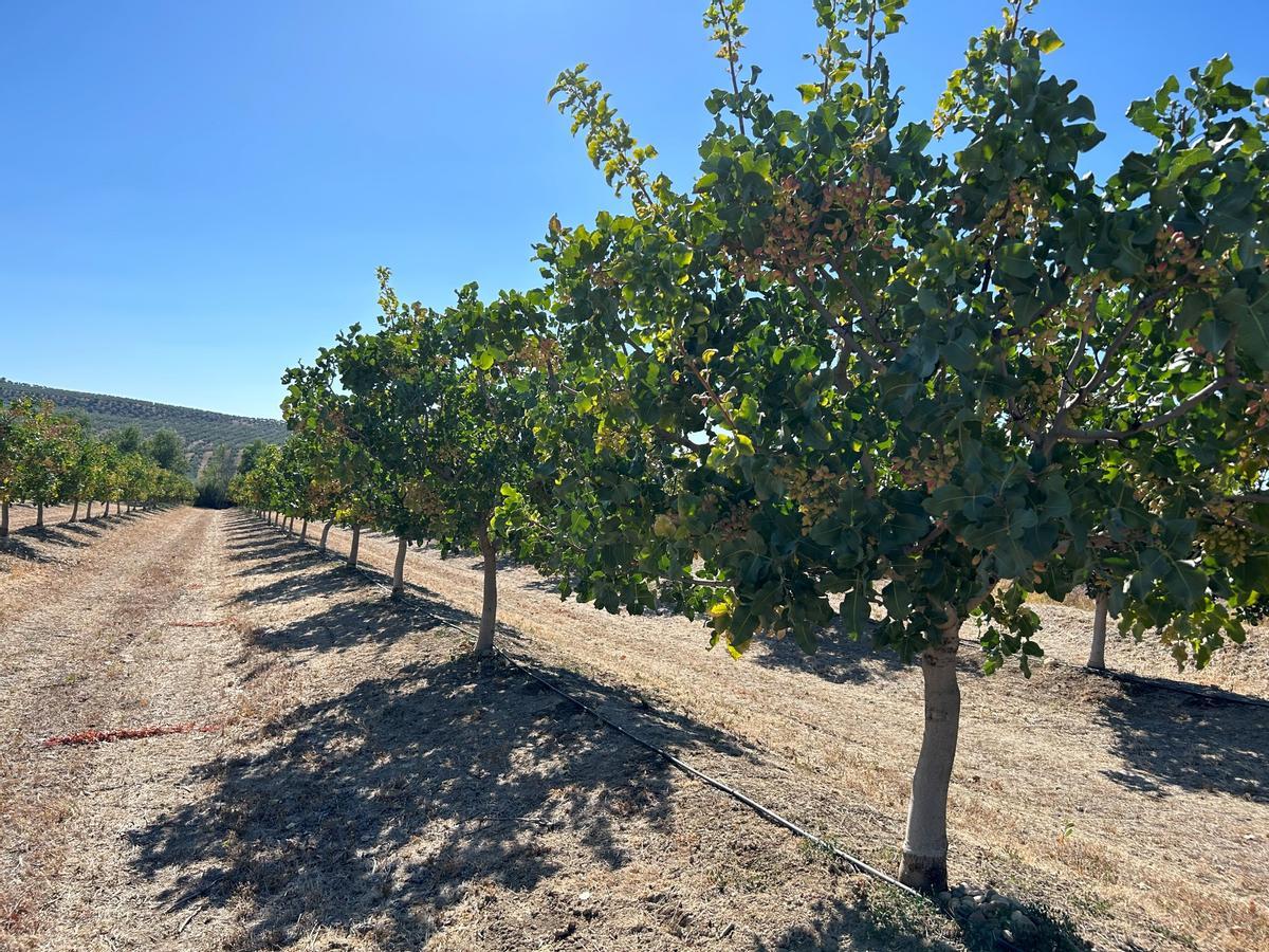 Árboles de la variedad de pistacho Lost Hills, a los cinco años de plantarse, ya con cosecha.