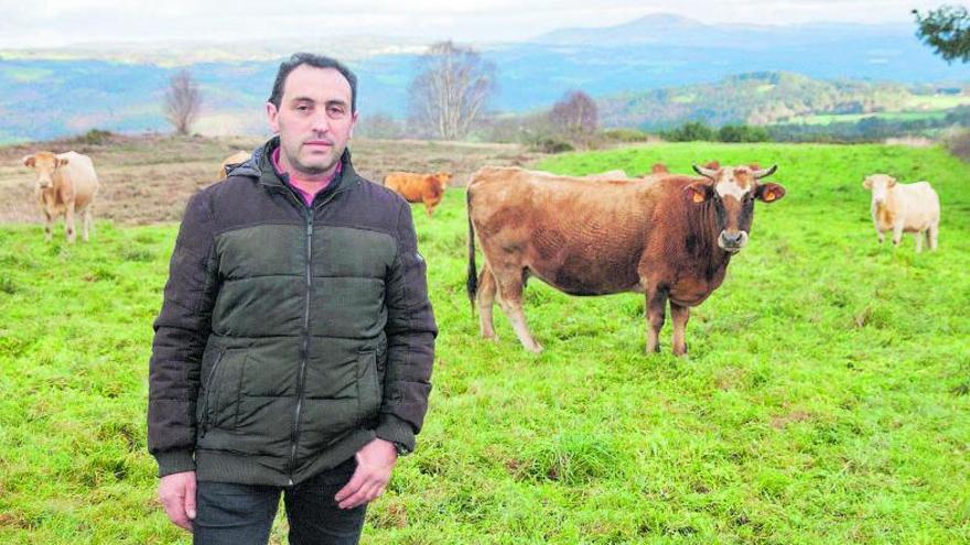 Juan Carlos Quintela con sus reses en Lalín. 